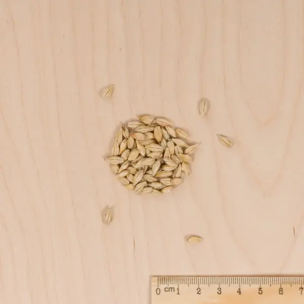 Pour nos animaux - Herbe à Chat (Orge) - BIO - Grand Modèle  - MEDIA_3D